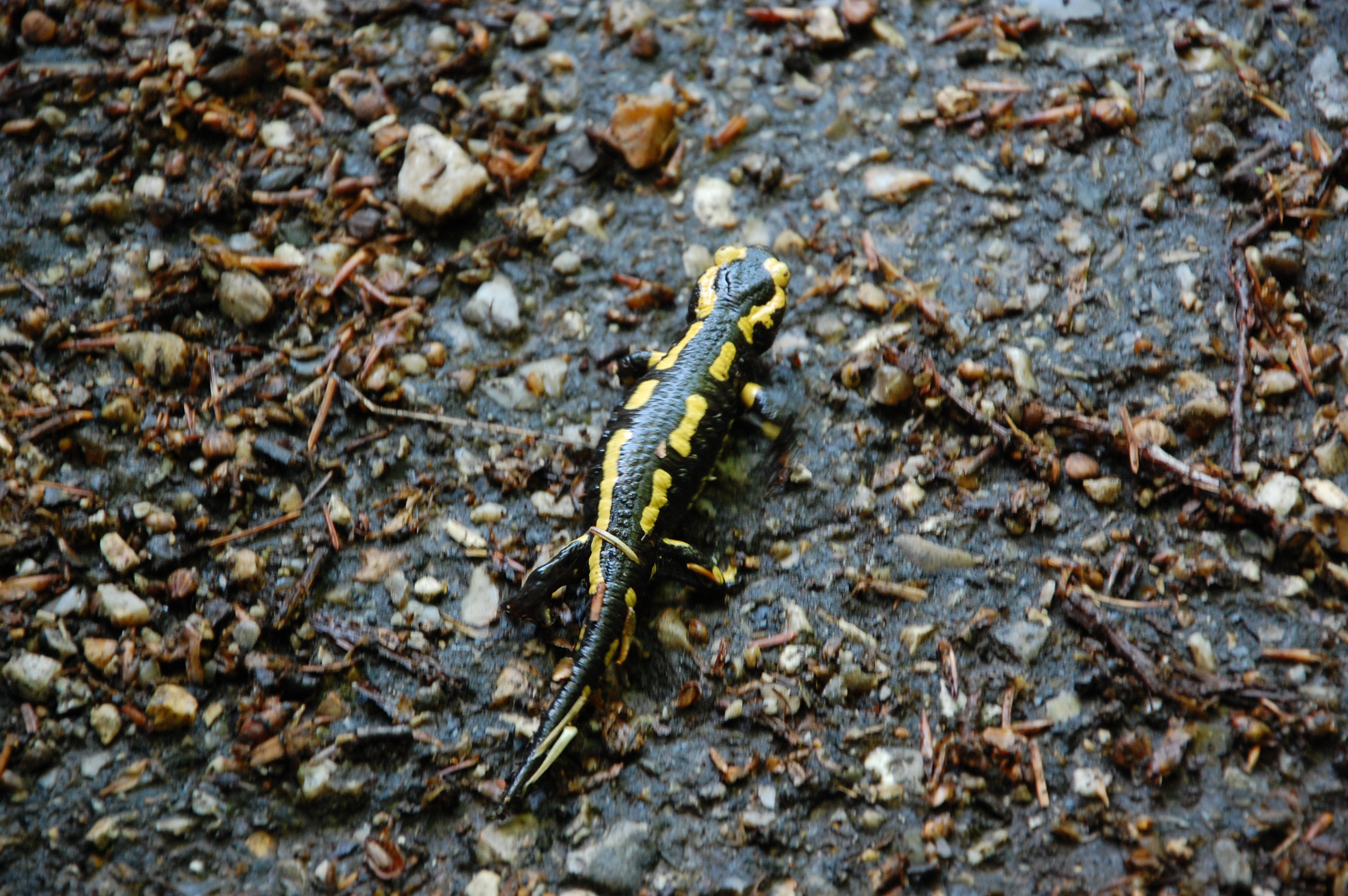 Salamandre