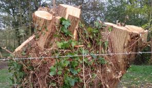 Arbres têtards à Saint Martin le Gaillard