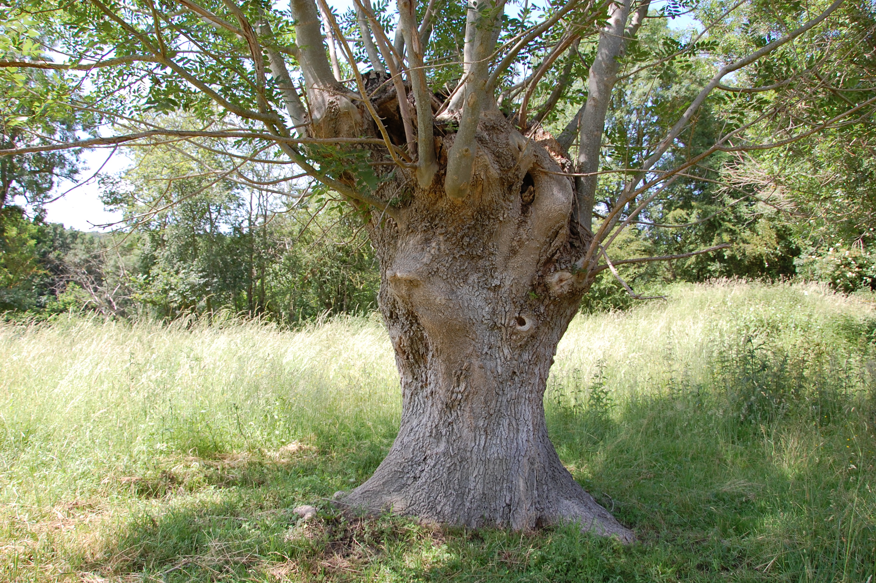 Ile Sainte Catherine