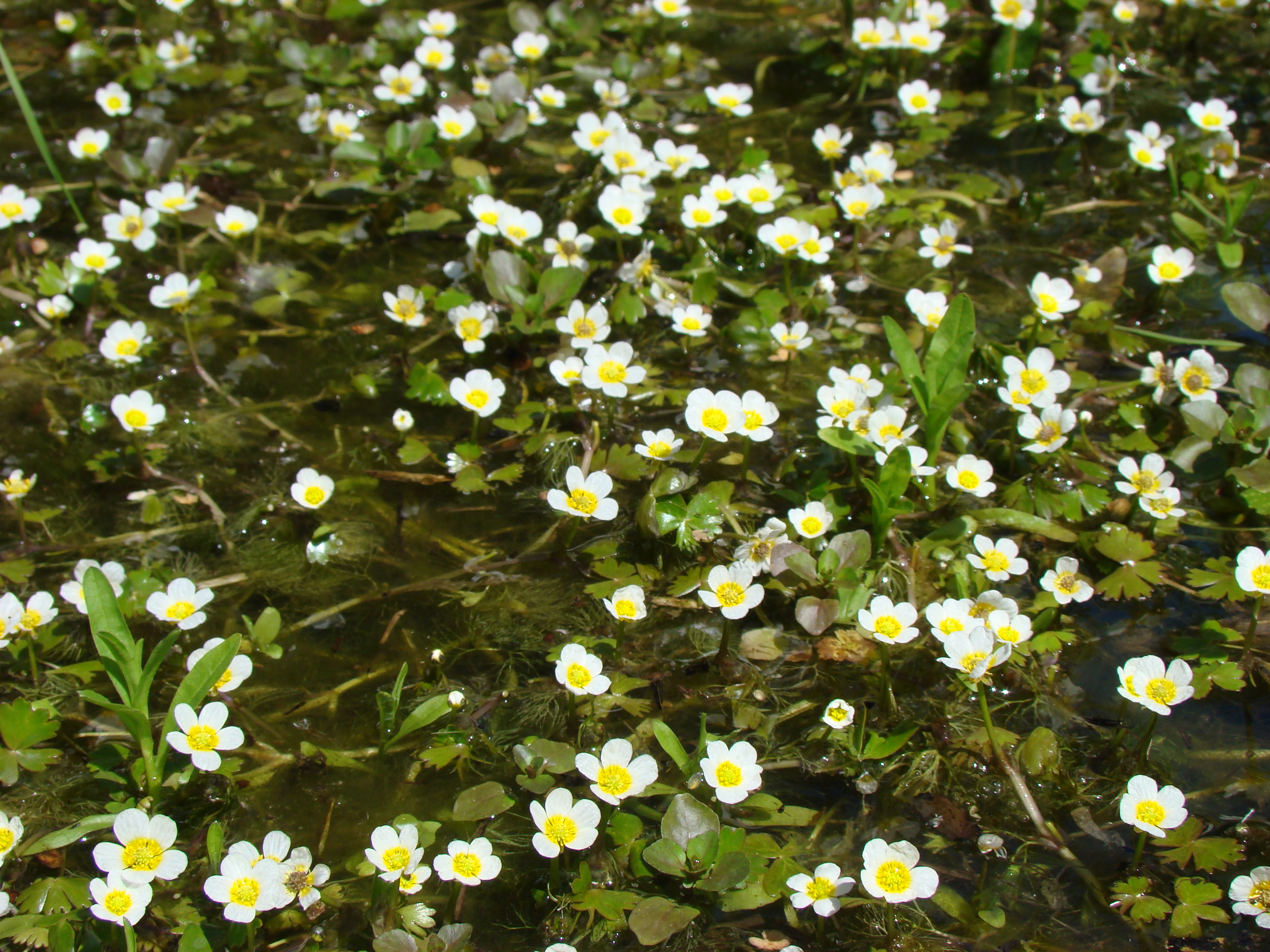 Herbier à renoncules