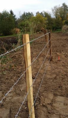 Haie et clôture à Saint Martin le Gaillard