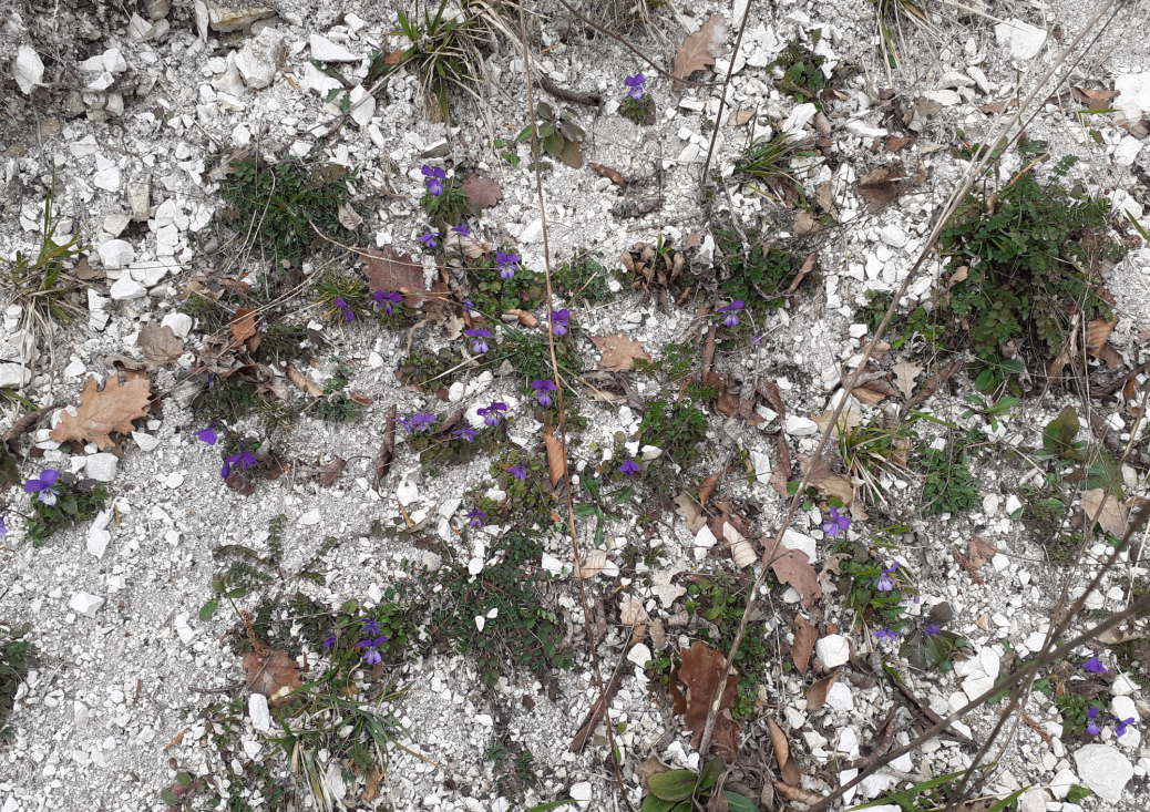 Station violette de Rouen